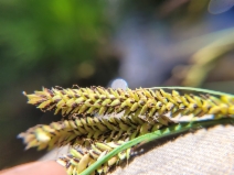 Carex nudata
