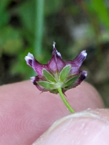 Trifolium depauperatum