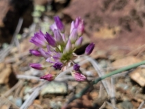 Allium fimbriatum var. fimbriatum