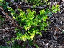 Myrtus communis