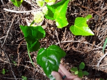 Hedera canariensis - Calflora