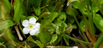 Plagiobothrys chorisianus var. hickmanii