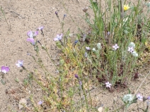 Gilia brecciarum ssp. jacens