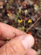 Hesperolinon clevelandii