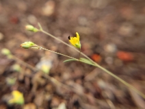 Hesperolinon clevelandii