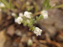 Cryptantha hispidula