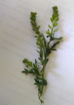 Lepidium strictum