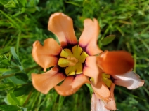 Sparaxis tricolor