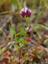 Trifolium variegatum var. variegatum