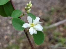Amelanchier utahensis