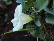 Calystegia subacaulis
