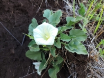Calystegia subacaulis