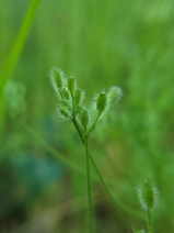 Yabea microcarpa