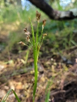 Luzula macrantha