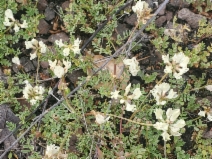 Astragalus breweri