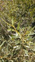 Salix geyeriana