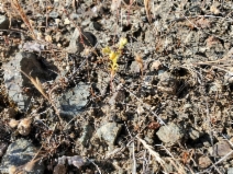 Hesperolinon adenophyllum