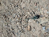 Streptanthus morrisonii ssp. elatus