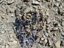 Eriogonum nervulosum