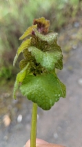 Lamium purpureum