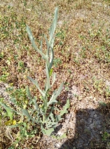 Centaurea solstitialis