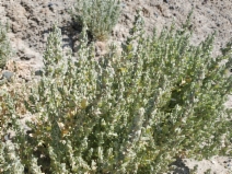 Atriplex vallicola