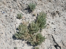 Atriplex vallicola