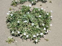 Oenothera deltoides