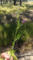 Lathyrus angulatus