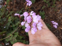 Pelargonium peltatum