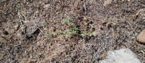 Medicago praecox