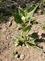 Nicotiana acuminata var. multiflora