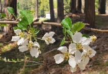 Prunus avium