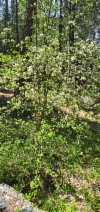 Prunus avium