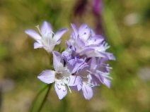 Gilia achilleifolia ssp. achilleifolia