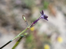 Gilia tenuiflora ssp. tenuiflora