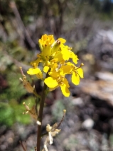Erysimum teretifolium