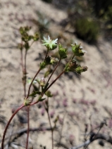 Horkelia cuneata var. cuneata