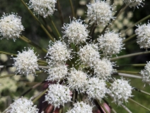 Angelica californica