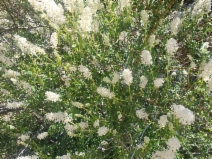 Ceanothus integerrimus var. integerrimus