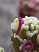 Castilleja exserta ssp. latifolia