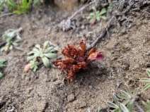 Aphyllon californicum ssp. californicum - Calflora