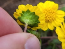 Lasthenia californica ssp. macrantha