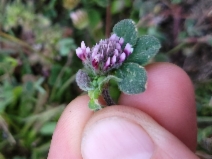 Trifolium macraei