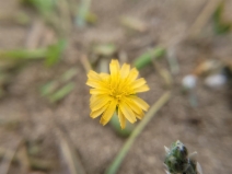 Microseris bigelovii