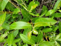 Salix hookeriana