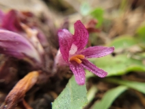 Aphyllon californicum ssp. californicum