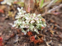 Hesperevax sparsiflora