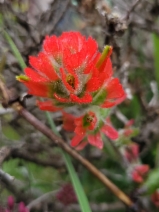 Castilleja wightii