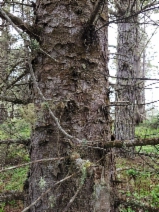 Picea sitchensis